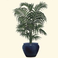 KENTIA OUTDOOR FR 